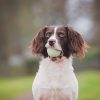 Fetch Medley Dog Ball Dog Toys, Medium (2.5 Inch) Pack of 3, for Medium Breeds, Includes Whistler, Max Glow and Rebounce Balls