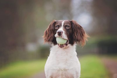 Fetch Medley Dog Ball Dog Toys, Medium (2.5 Inch) Pack of 3, for Medium Breeds, Includes Whistler, Max Glow and Rebounce Balls