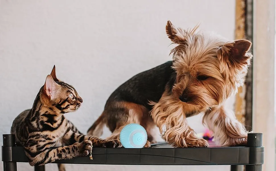 Dog & Cat