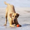 Fetch Medley Dog Ball Dog Toys, Medium (2.5 Inch) Pack of 3, for Medium Breeds, Includes Whistler, Max Glow and Rebounce Balls