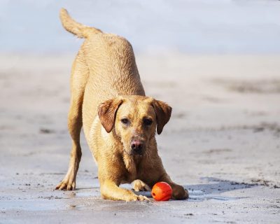 Fetch Medley Dog Ball Dog Toys, Medium (2.5 Inch) Pack of 3, for Medium Breeds, Includes Whistler, Max Glow and Rebounce Balls