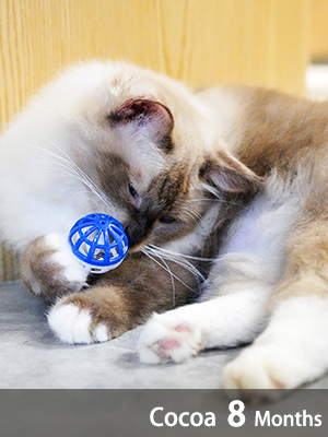 Cat Toy