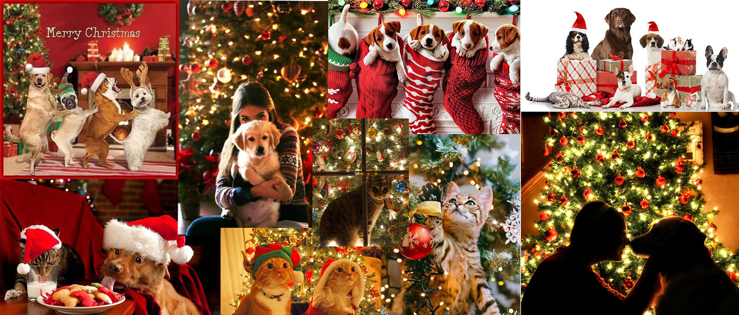 pet supplies