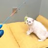 Cat Casting Fishing Pole Toy, Cat Casting Toy Set, Interactive Toy for Cats, Tangle-Free Design, Cat Toy for Indoor Outdoor Cats