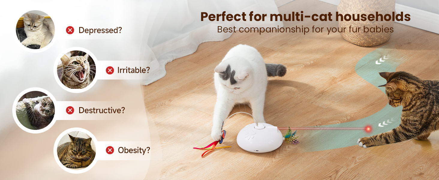 cat toys