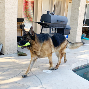 dog squeaky toy