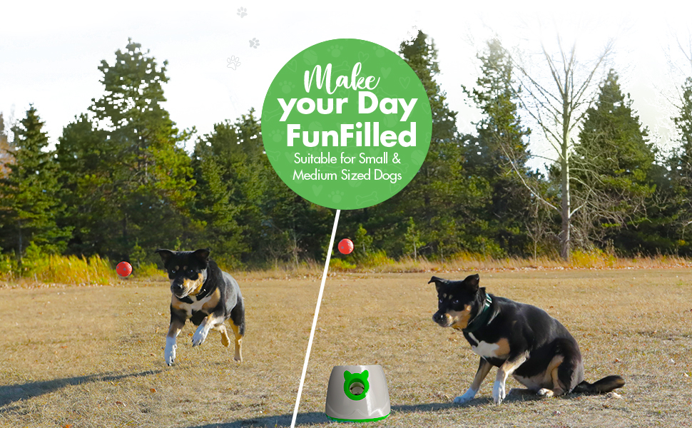 toy for dogs 