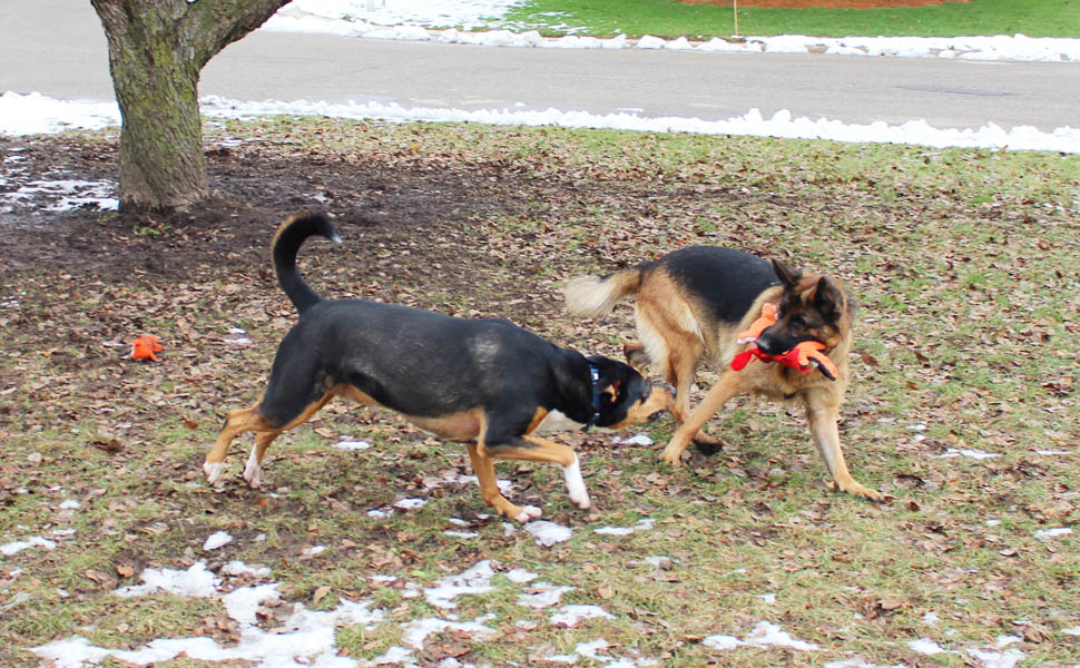 dog plush toys